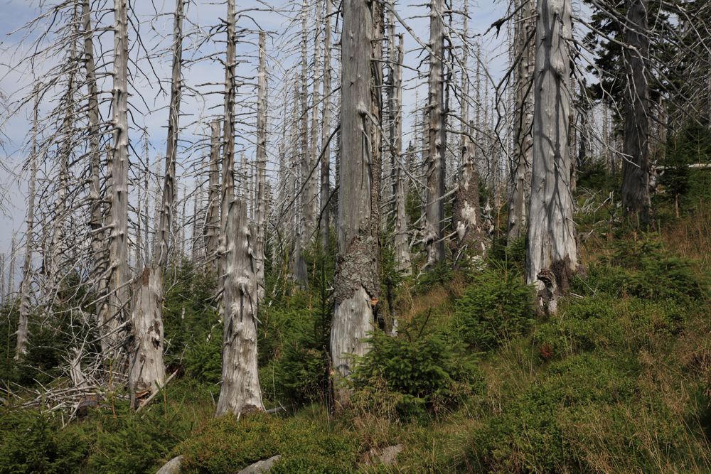 Fot4.Martwe drzewa – pozostałości po klęsce ekologicznej w Karkonoszach (fot. Andrzej Raj)